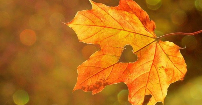 Otoño sin ella